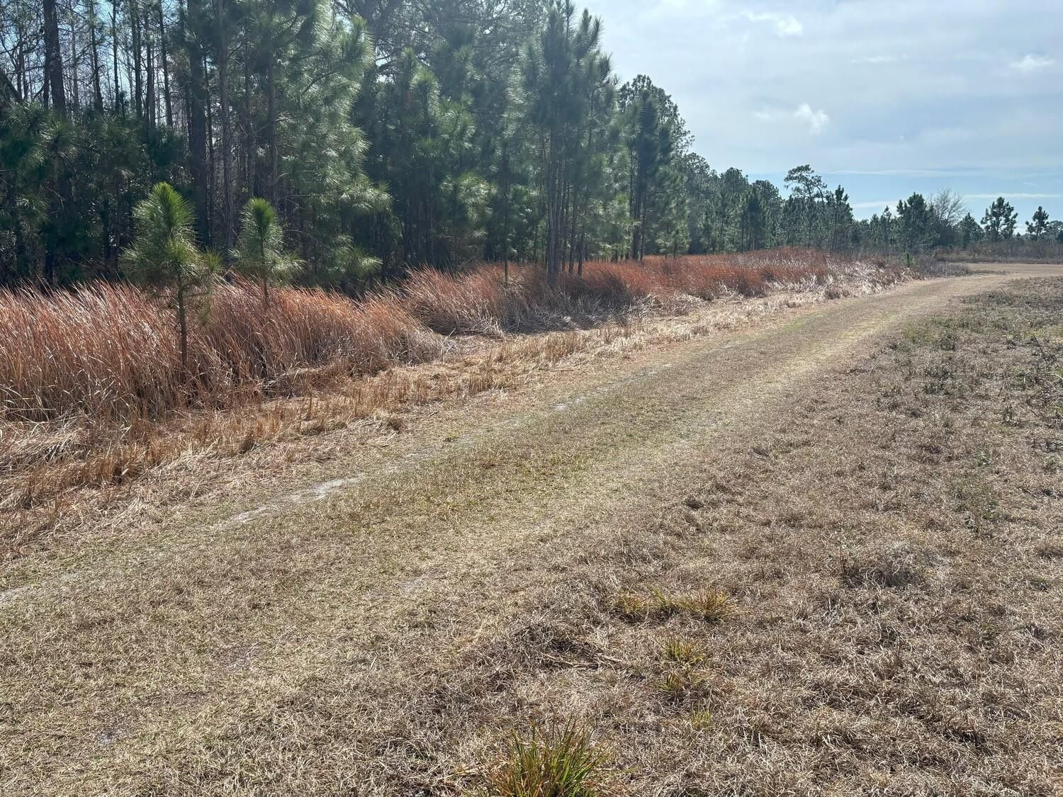 0 Old Grade Road, Polk City, FL 33868 photo 4