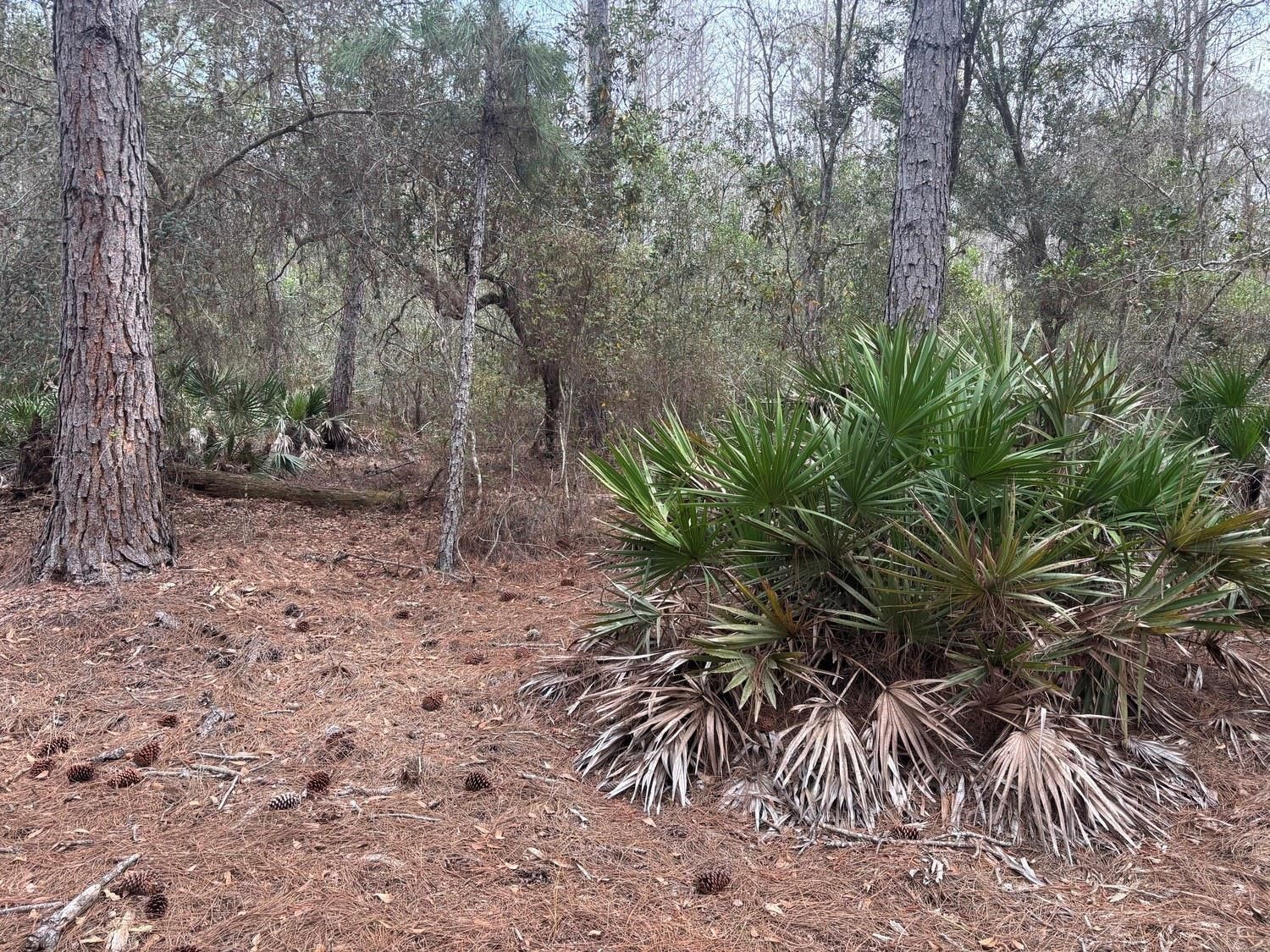 0 Old Grade Road, Polk City, FL 33868 photo 2