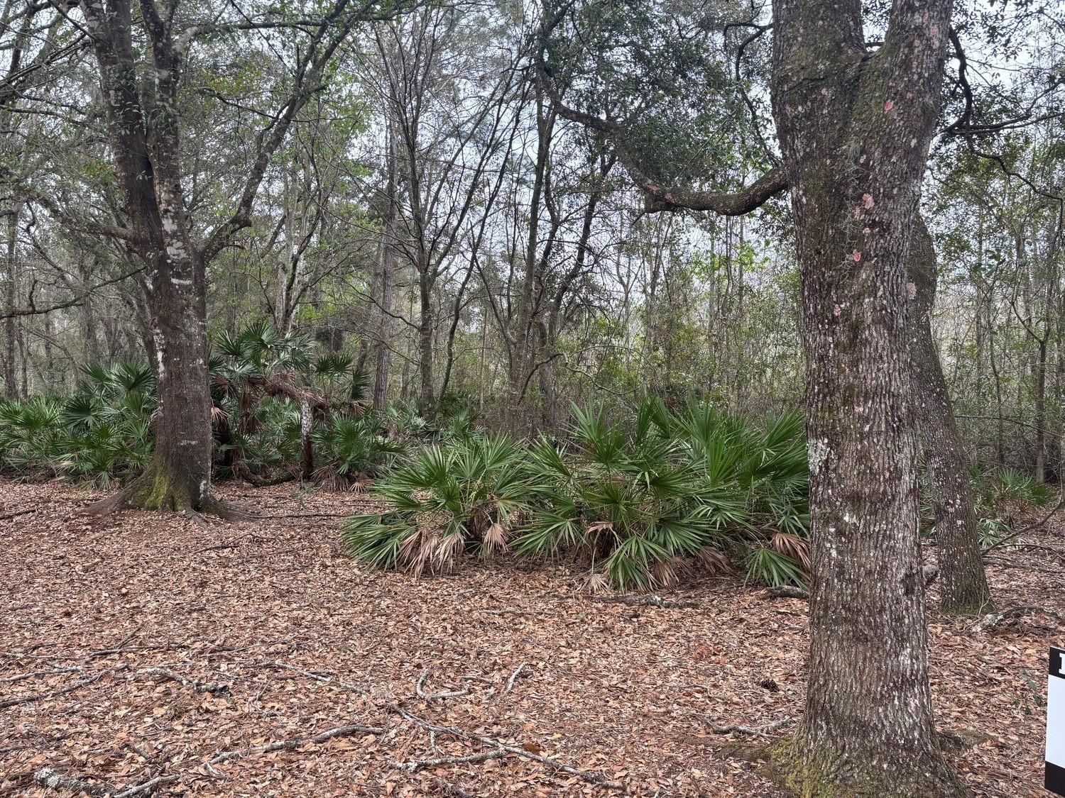 0 Old Grade Road, Polk City, FL 33868 photo 2