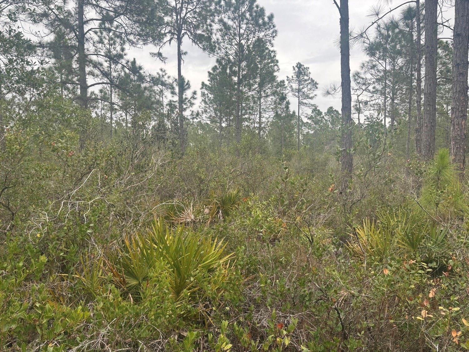 0 Old Grade Road, Polk City, FL 33868 photo 2