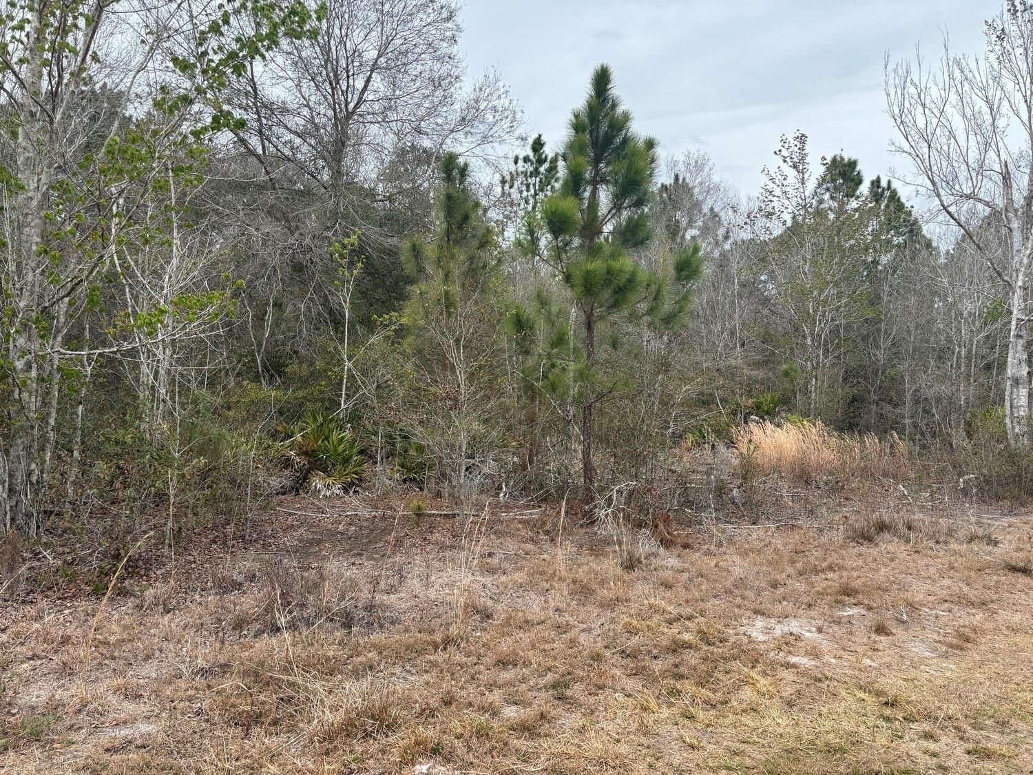 0 Old Grade Road, Polk City, FL 33868 photo 2