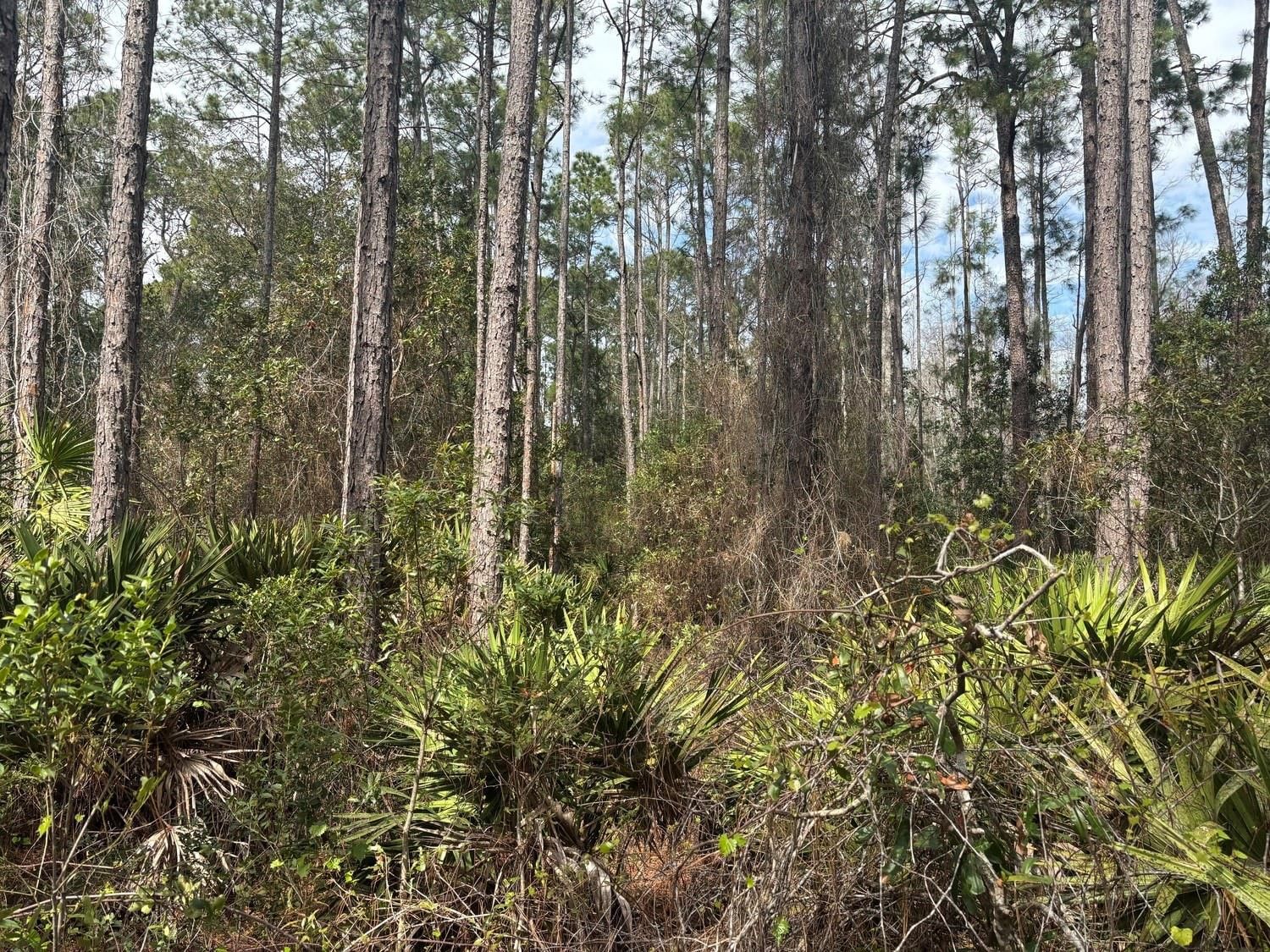 0 Old Grade Road, Polk City, FL 33868 photo 2