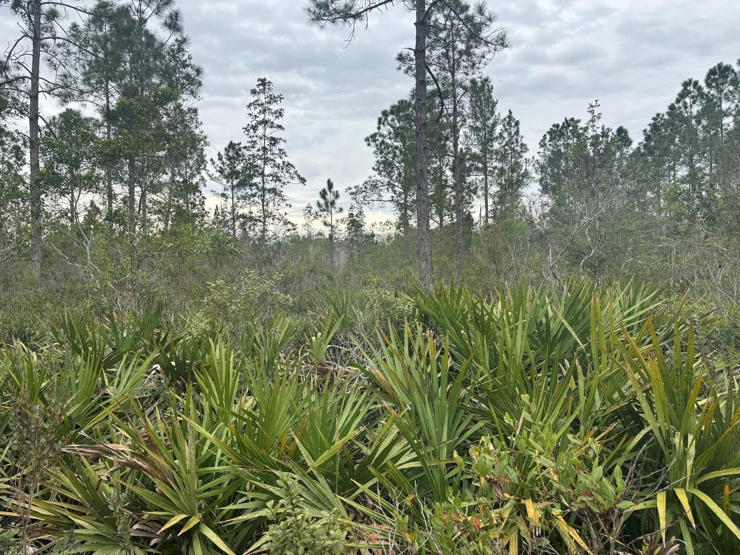 0 Old Grade Road, Polk City, FL 33868 photo 2