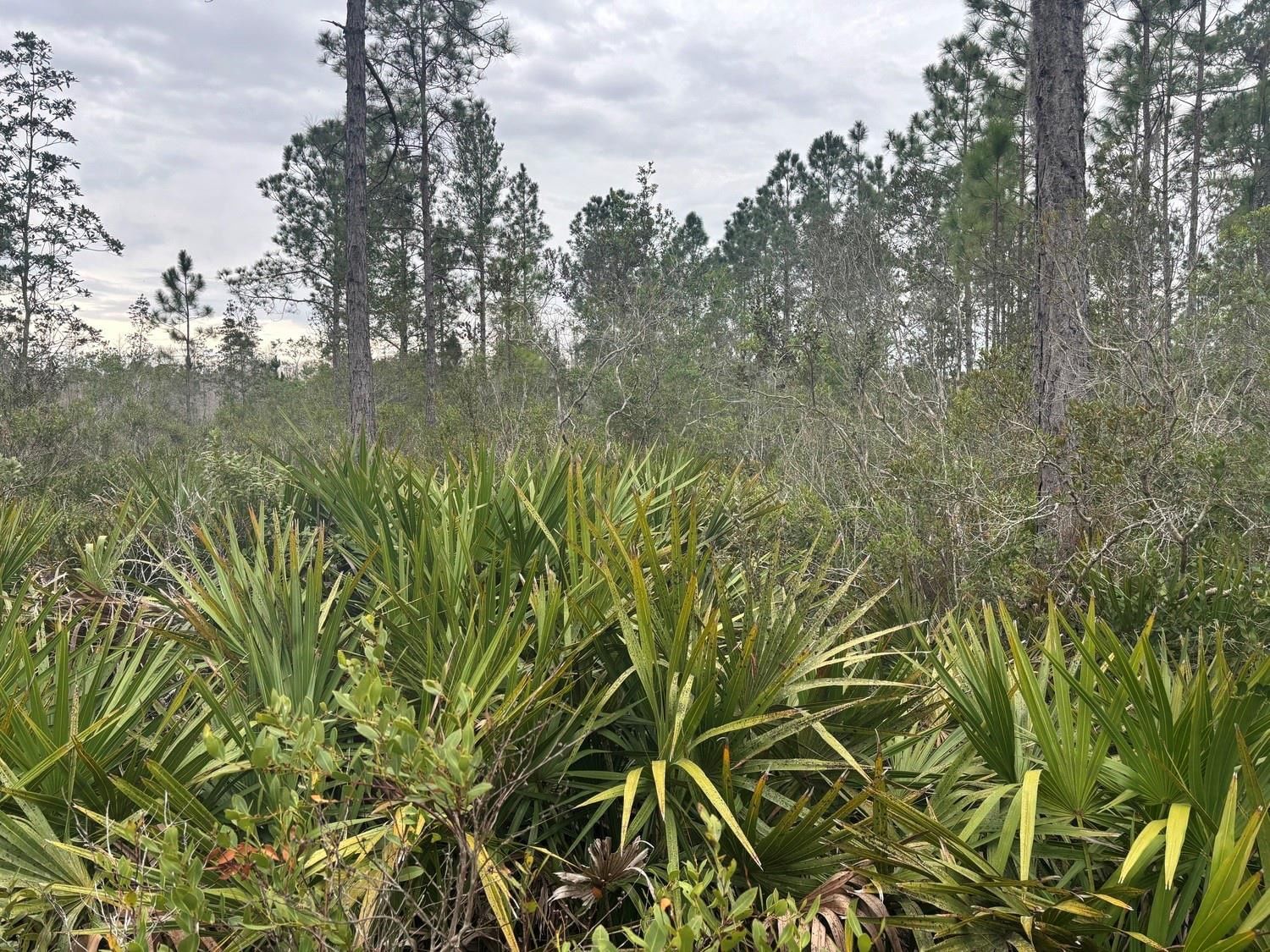 0 Old Grade Road, Polk City, FL 33868 photo 3