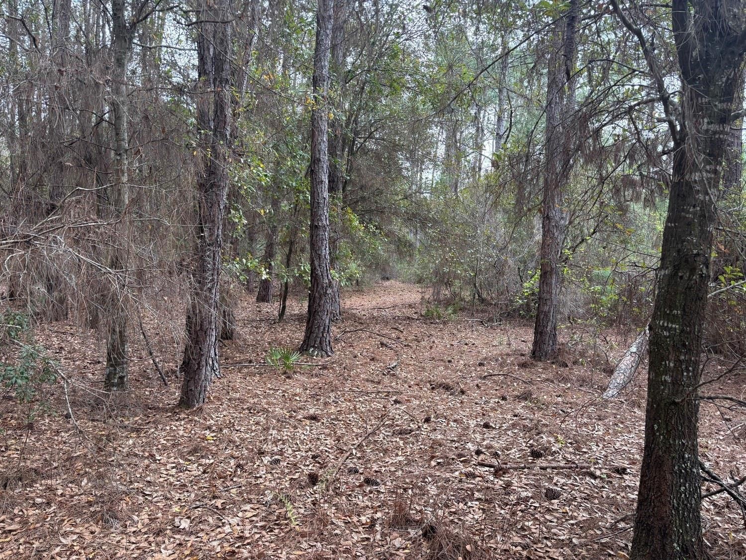 0 Old Grade Road, Polk City, FL 33868 photo 2