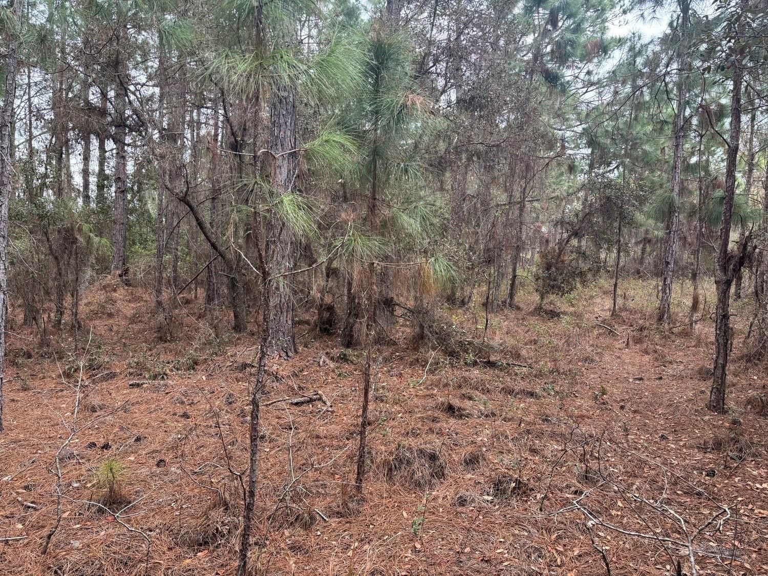 0 Old Grade Road, Polk City, FL 33868 photo 2