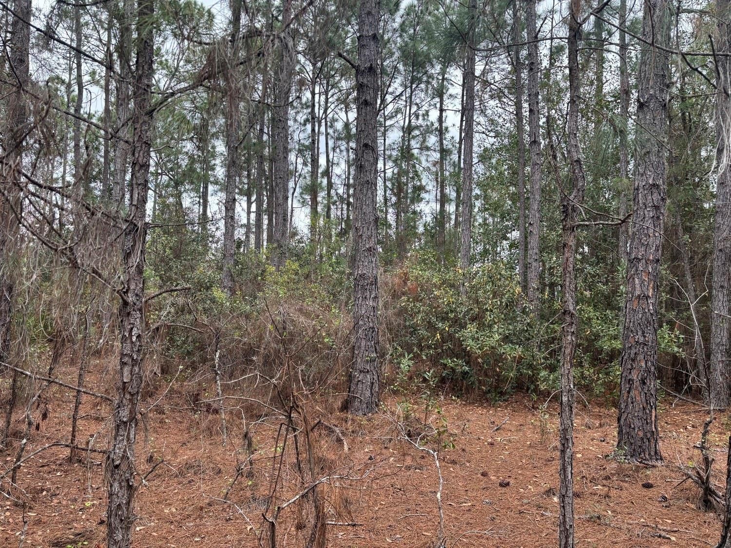 0 Old Grade Road, Polk City, FL 33868 photo 3