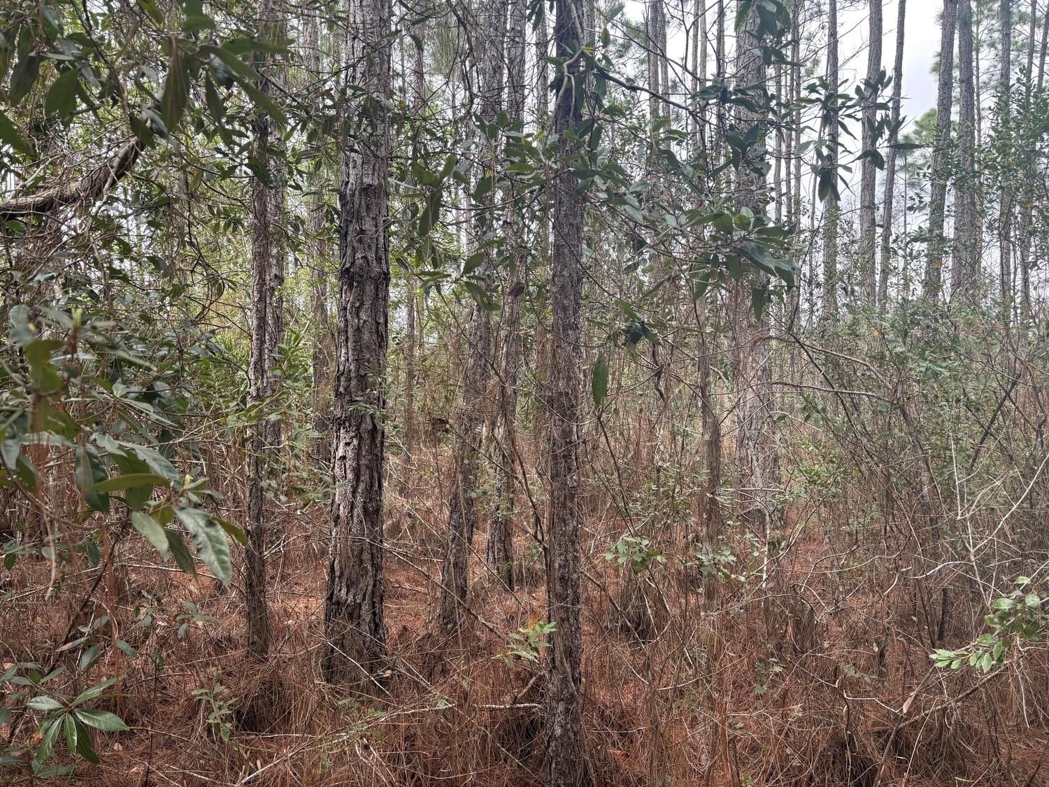 0 Old Grade Road, Polk City, FL 33868 photo 2