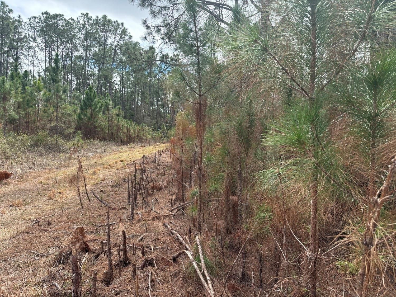 0 Old Grade Road, Polk City, FL 33868 photo 2