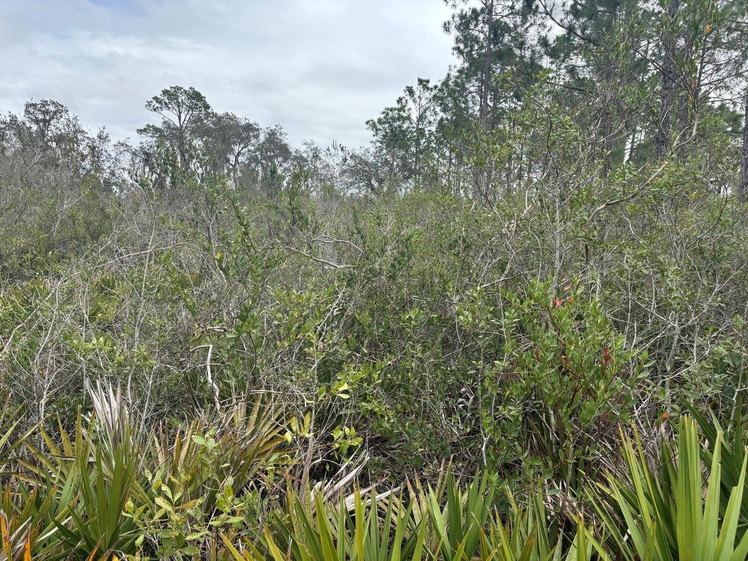 0 Old Grade Road, Polk City, FL 33868 photo 2