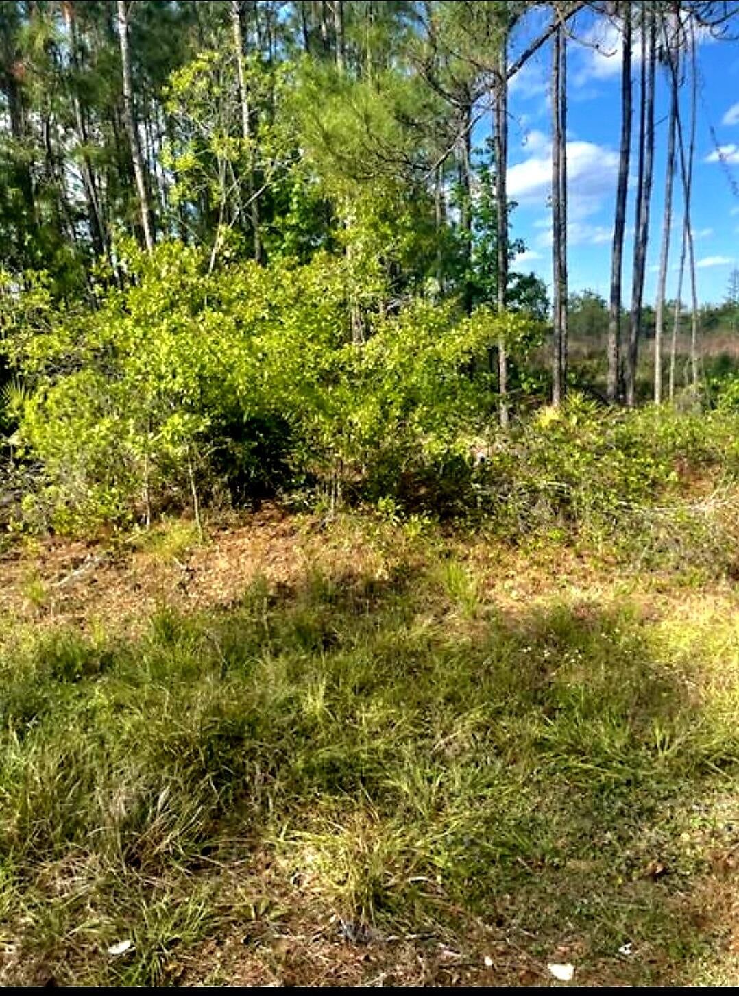 1108306 Oil Well Road, Clermont, FL 34714 photo 4