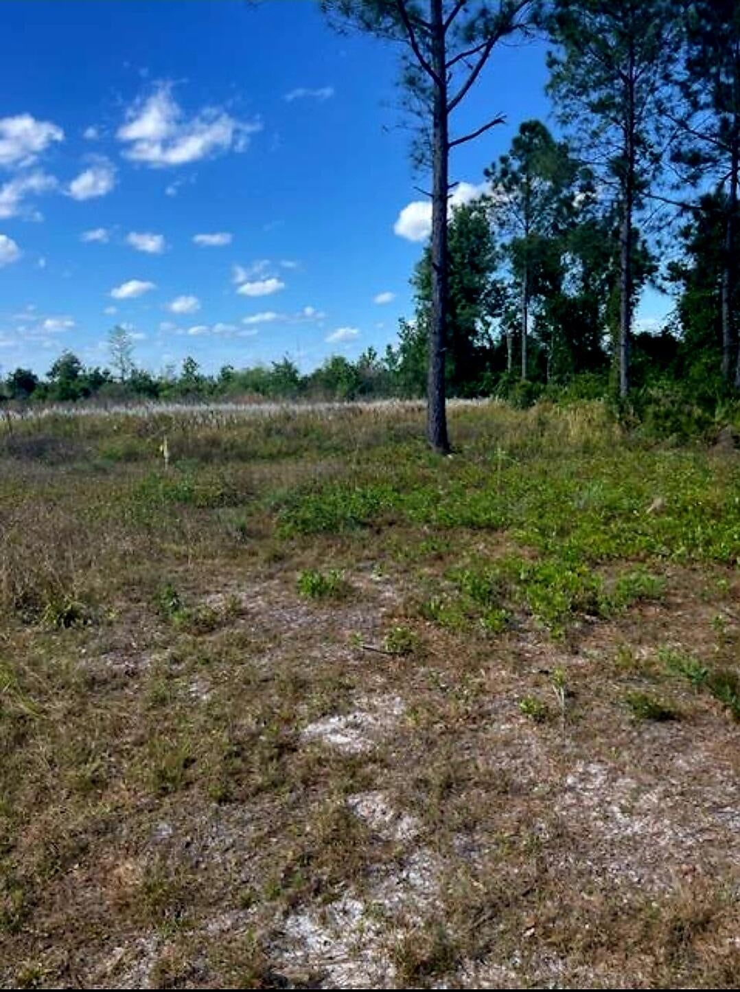 1108306 Oil Well Road, Clermont, FL 34714 photo 5