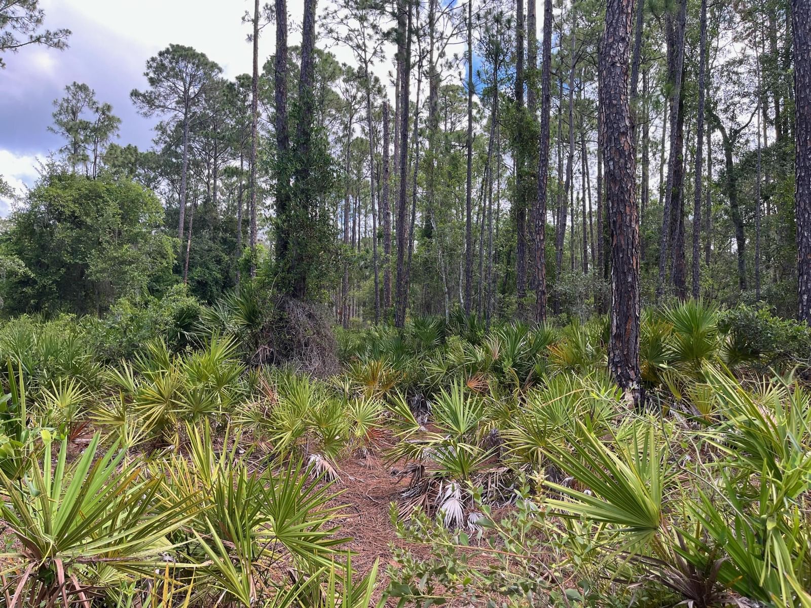 222 Marie Avenue, Georgetown, FL 32139 photo 2