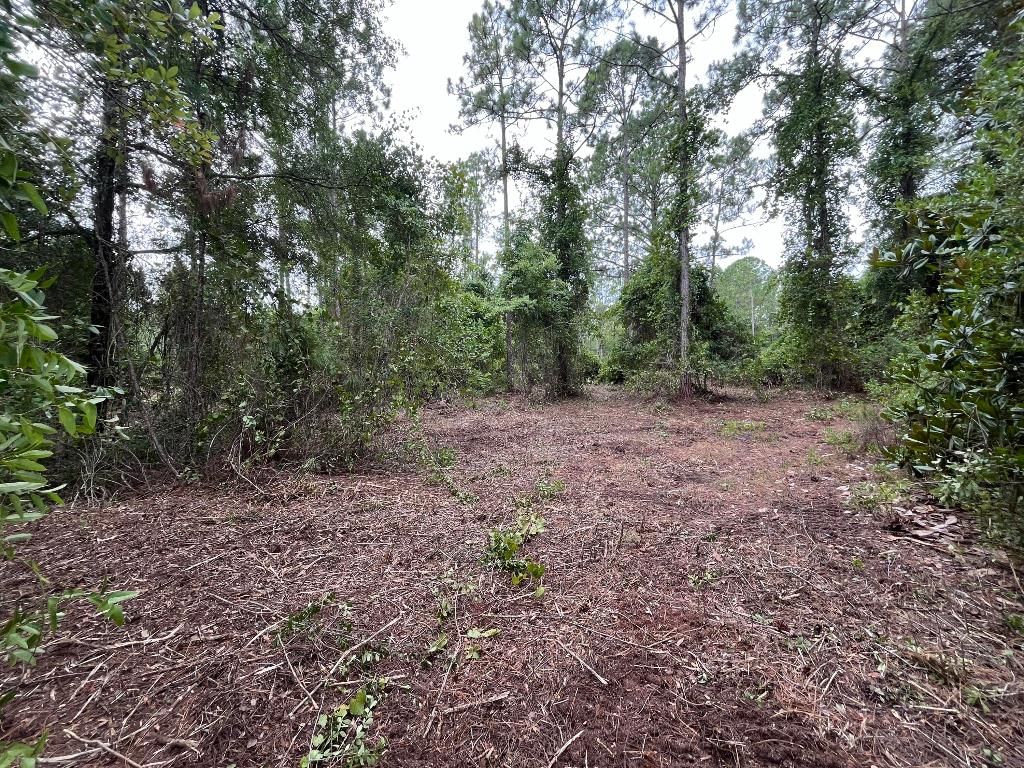 147 Roebuck Street, Georgetown, FL 32139 photo 5