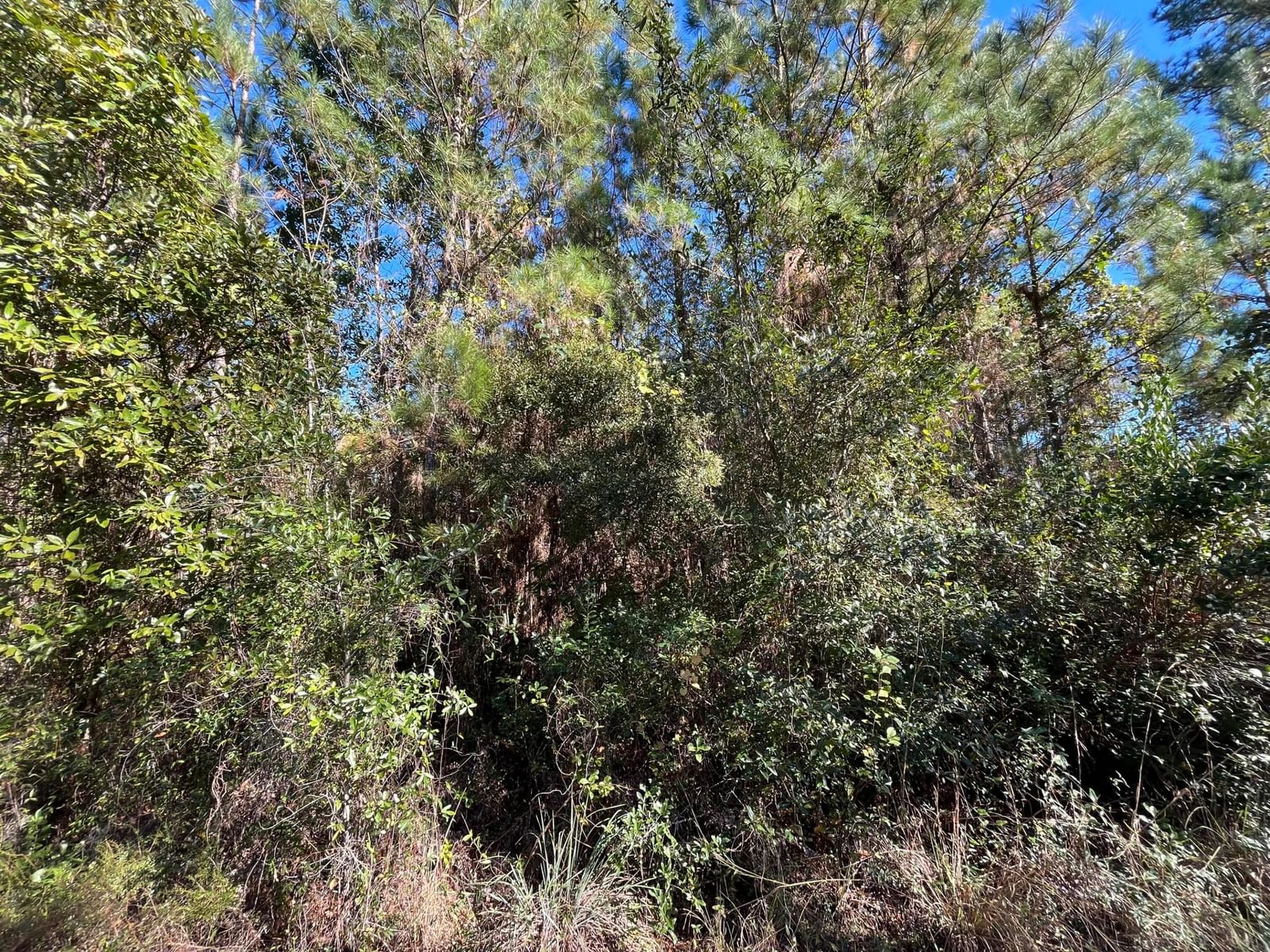 223 Mourning Dove Road, Satsuma, FL 32189 photo 4