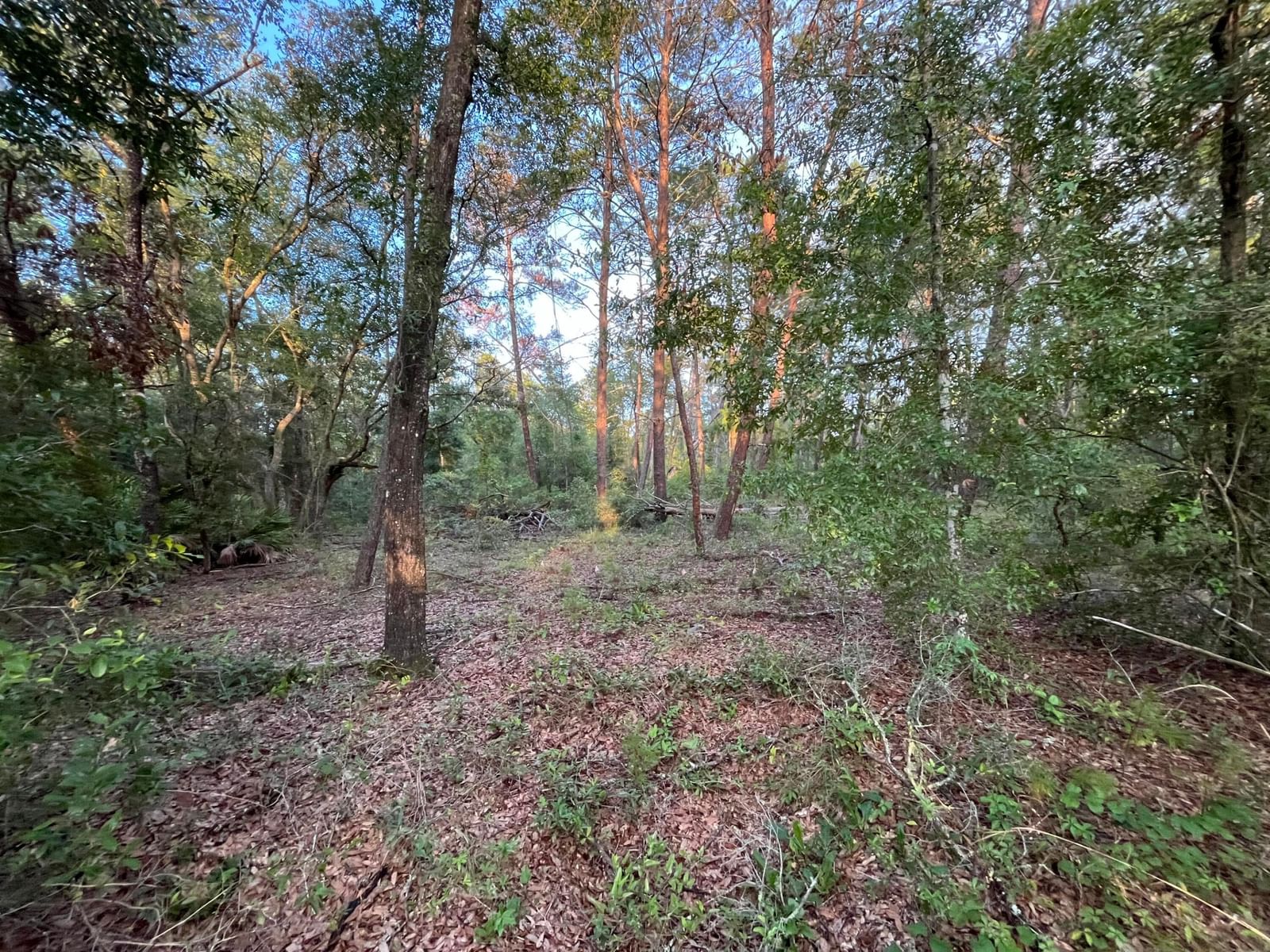 Tbd Twin Lakes Road, Interlachen, FL 32148 photo 4