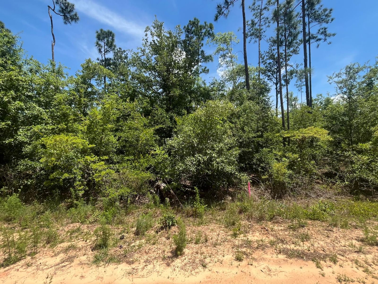 Tbd Tamarac Road, Marianna, FL 32448 photo 5
