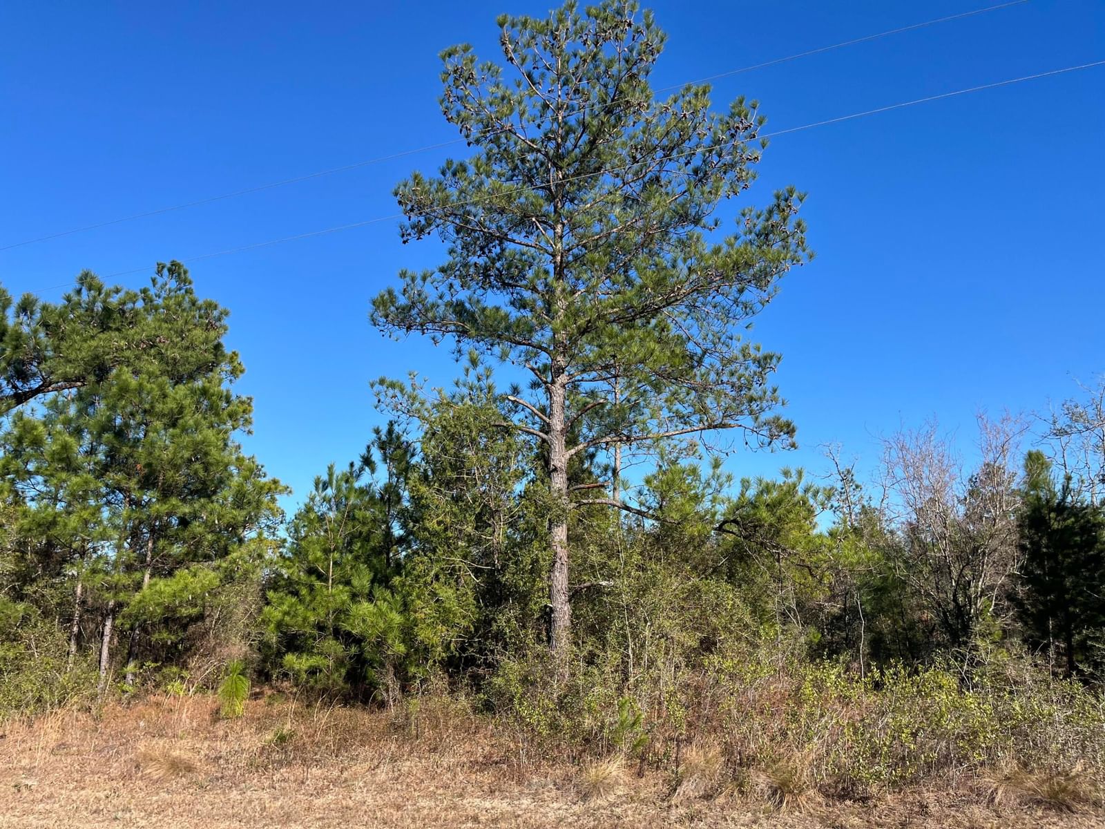 Tbd Fairview Road, Marianna, FL 32448 photo 2