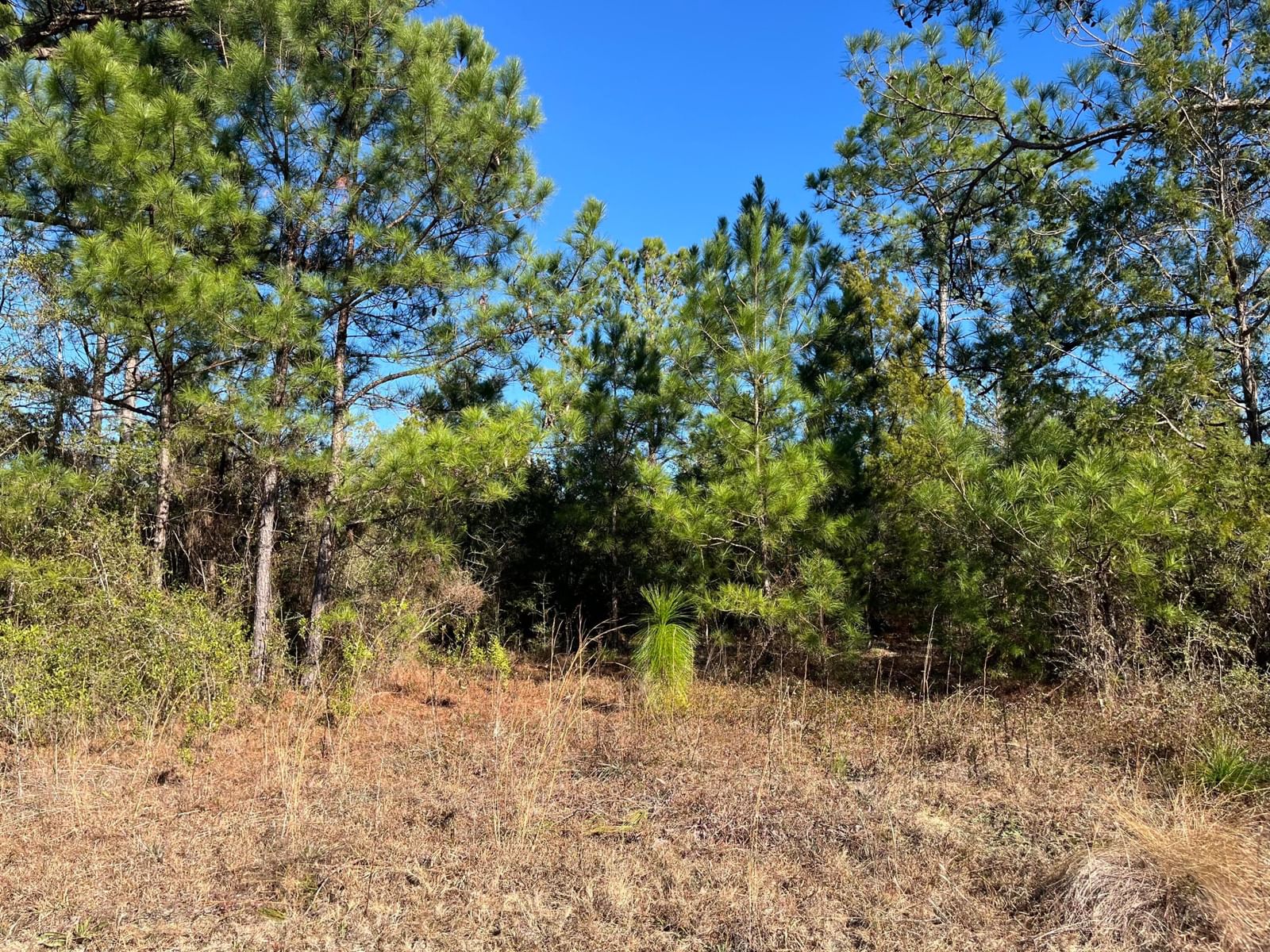 Tbd Fairview Road, Marianna, FL 32448 photo 4