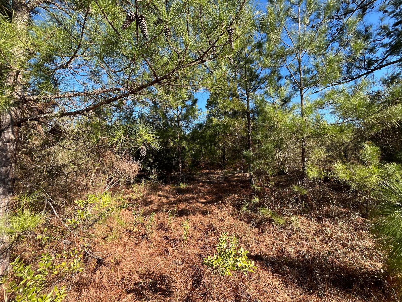 Tbd Fairview Road, Marianna, FL 32448 photo 5