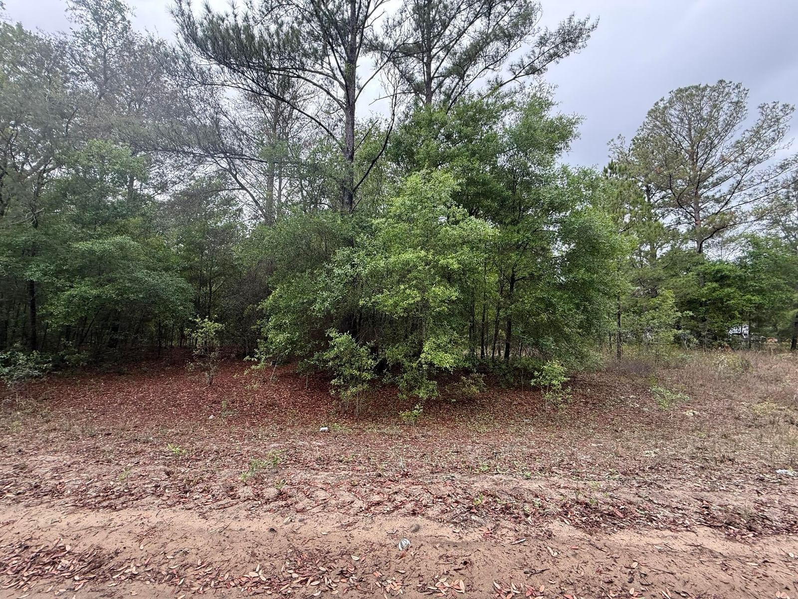 Tbd Maltas Avenue, Interlachen, FL 32148 photo 3