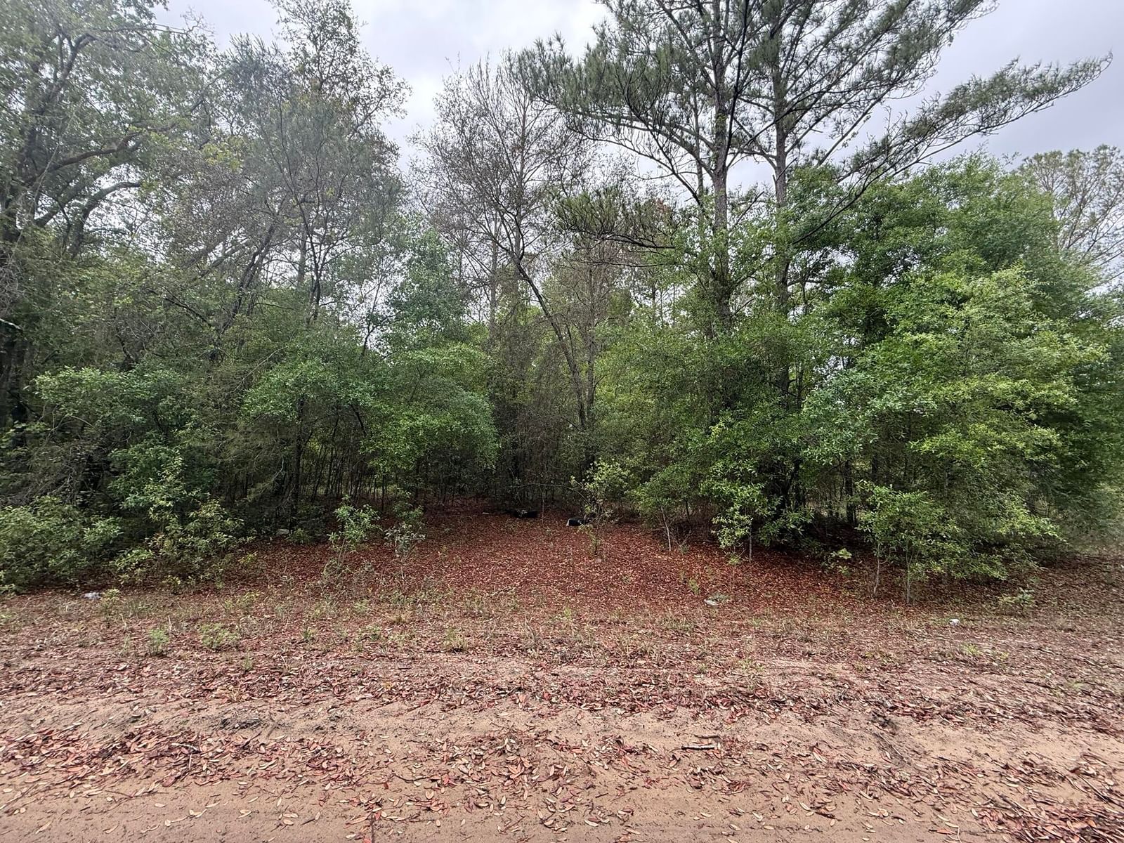 Tbd Maltas Avenue, Interlachen, FL 32148 photo 5