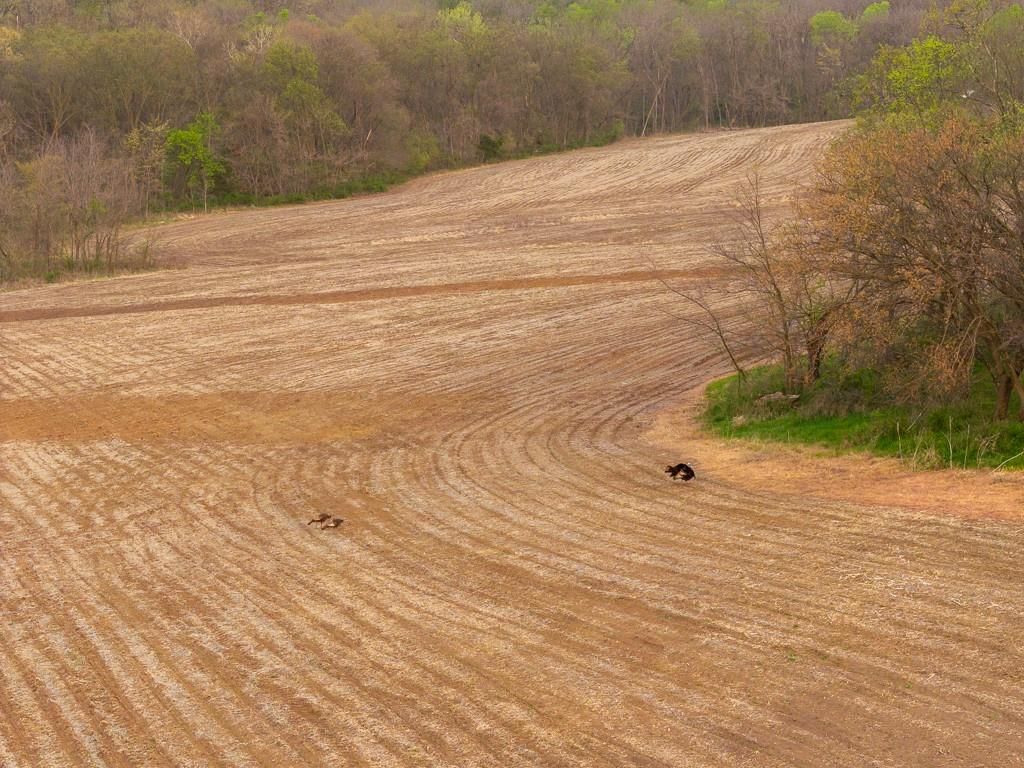 11027 SE State Route DD Highway — photo 34