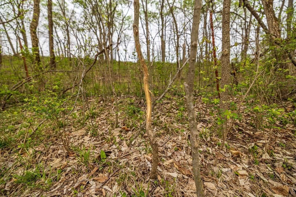 11027 SE State Route DD Highway — photo 49