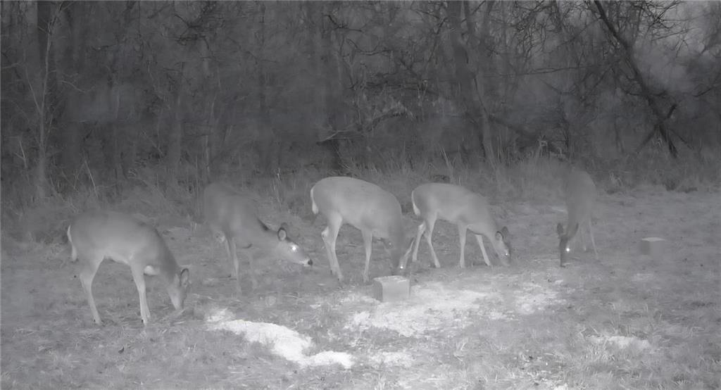 Chickadee Court — photo 15