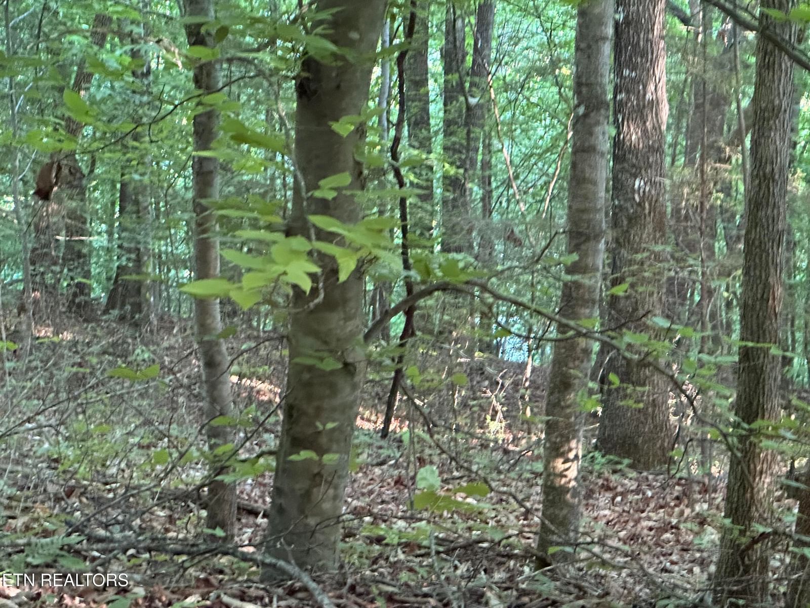 Cassies Xing, Speedwell, TN 37870 — Photo 1