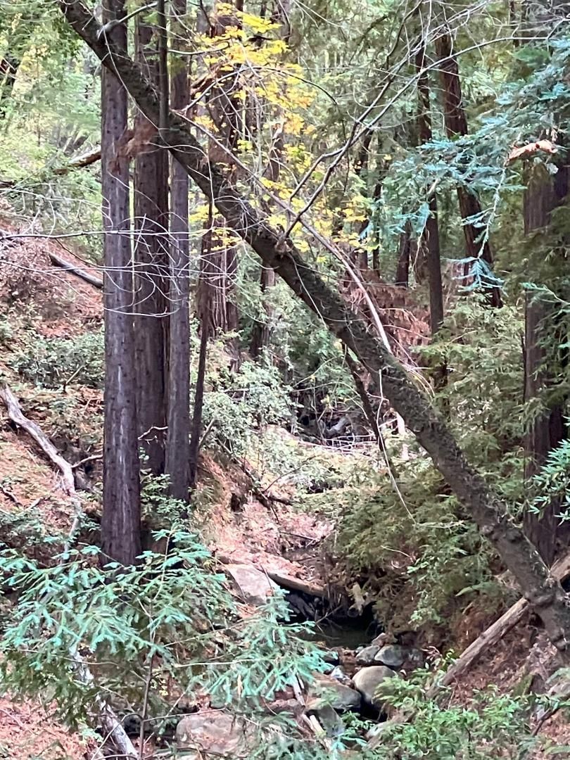 Old Logging