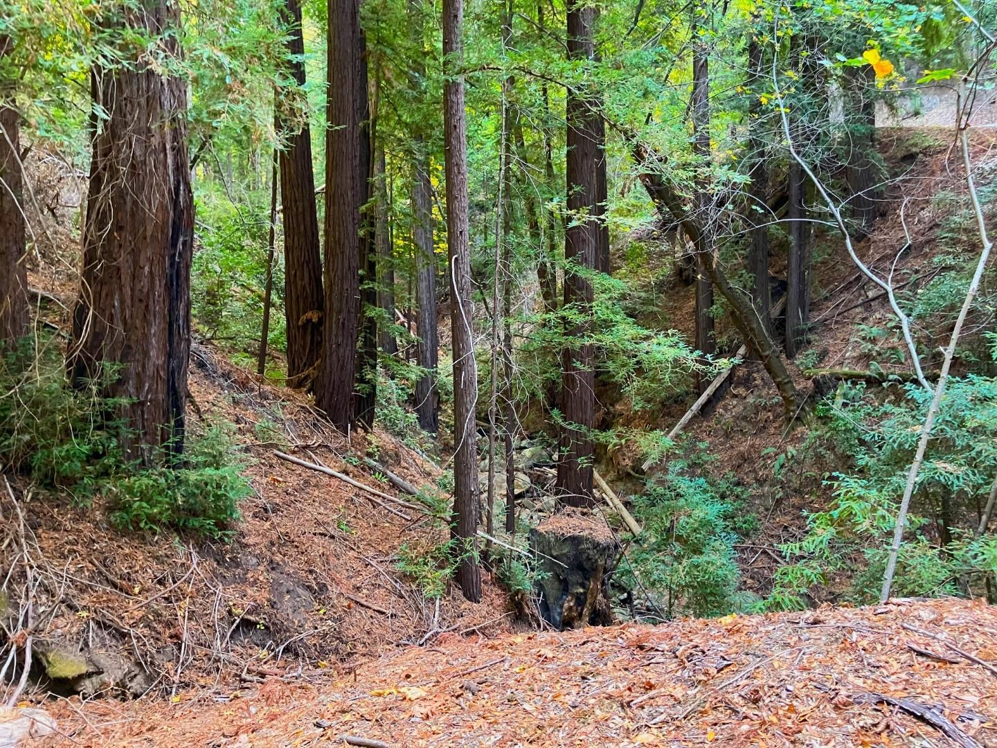 Old Logging