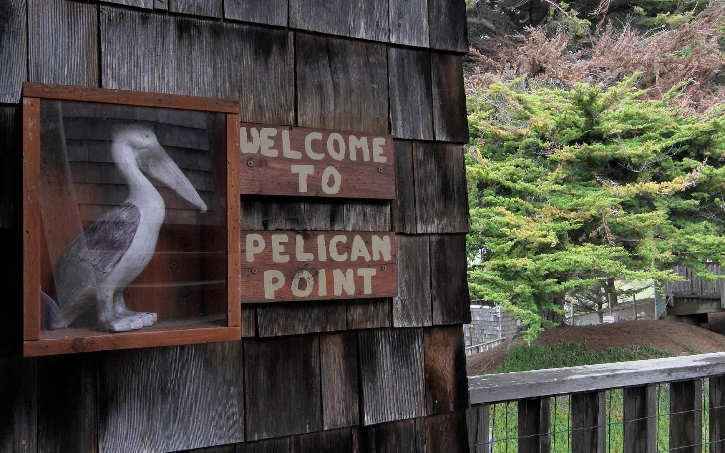 Pelican