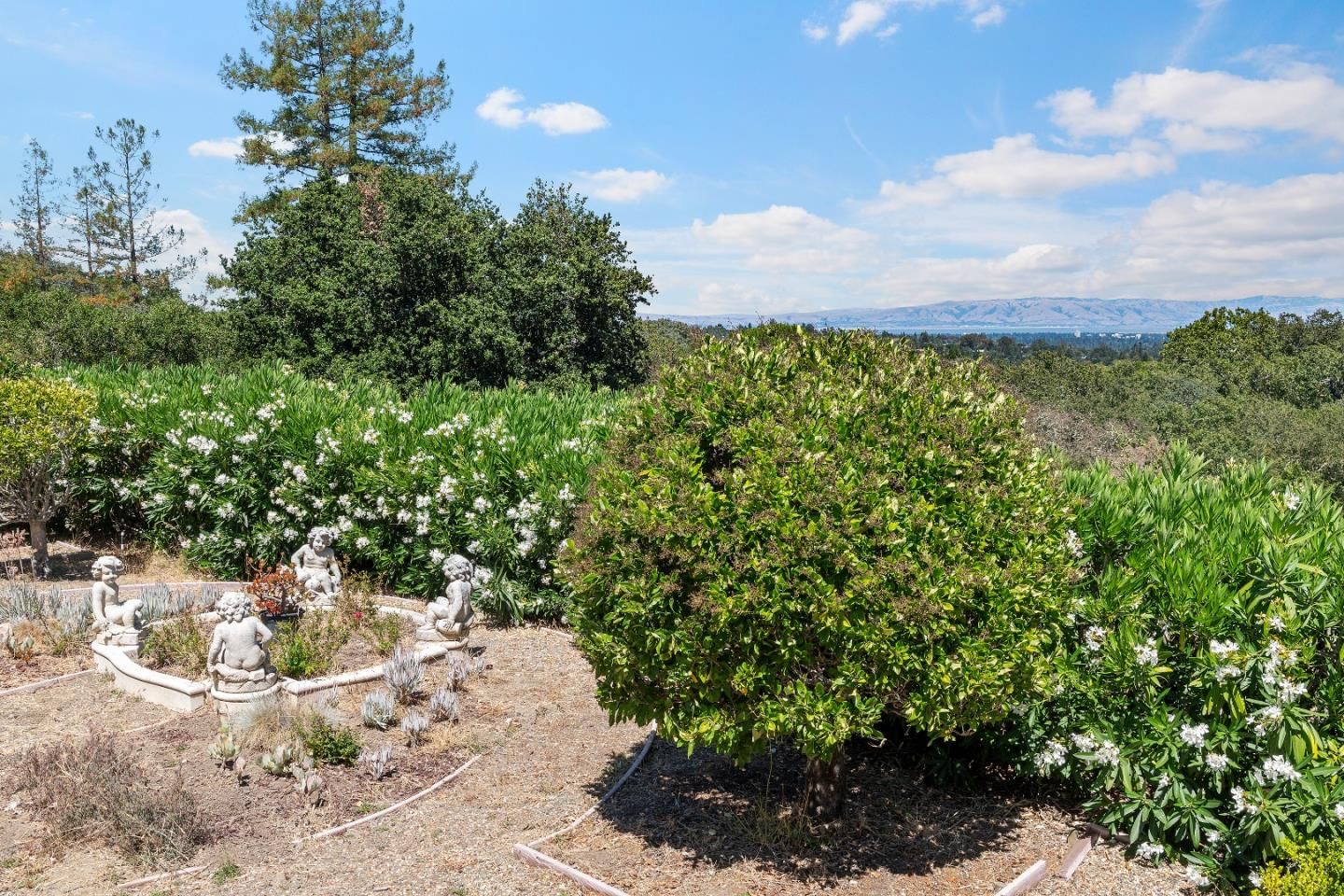 Olive Hill