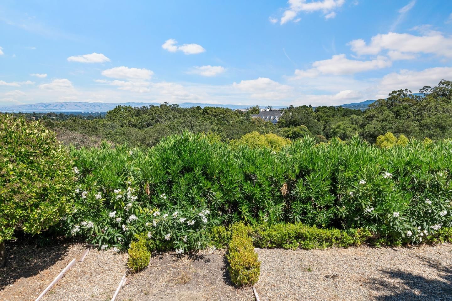 Olive Hill