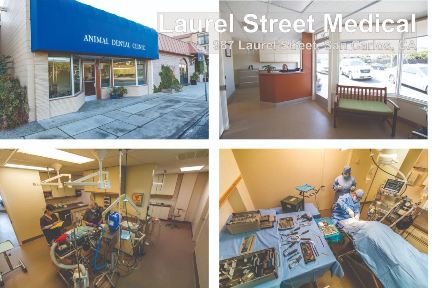 Laurel