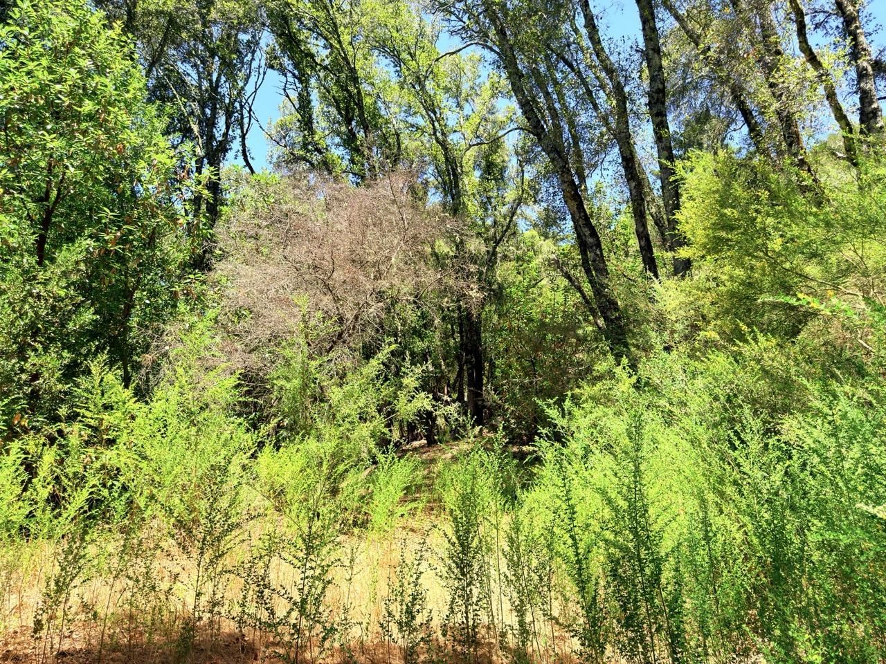 Eureka Canyon