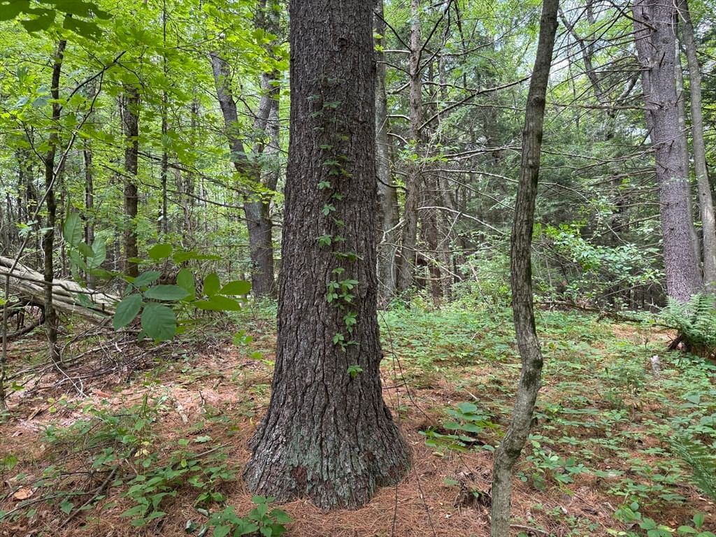 0 North Street, Whately, MA 01093 photo 4