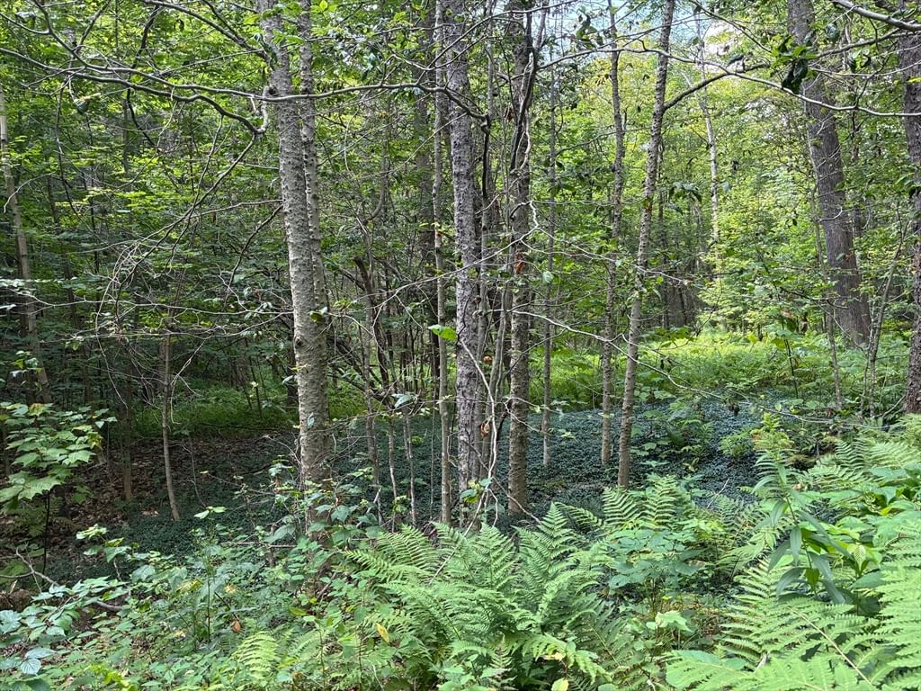 139 Taylor Brook Rd, Heath, MA 01346 photo 4