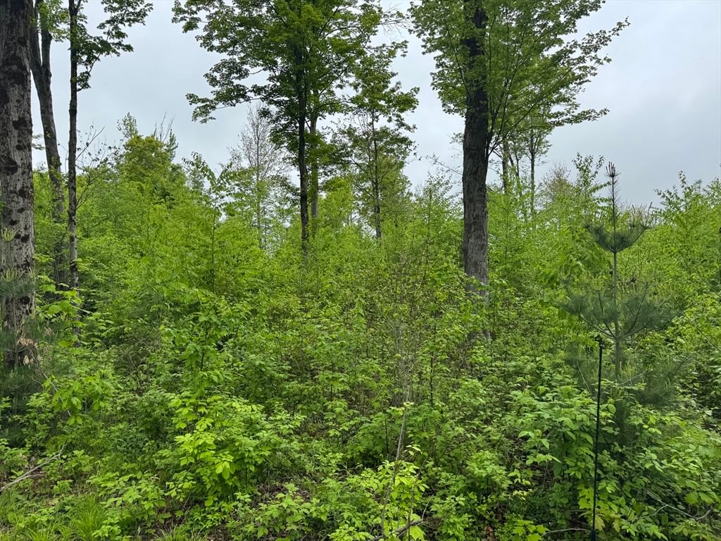 Lot B Beulah Land Rd Blandford — Photo 12 of 17