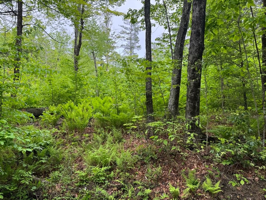 Lot B Beulah Land Rd Blandford — Photo 8 of 17