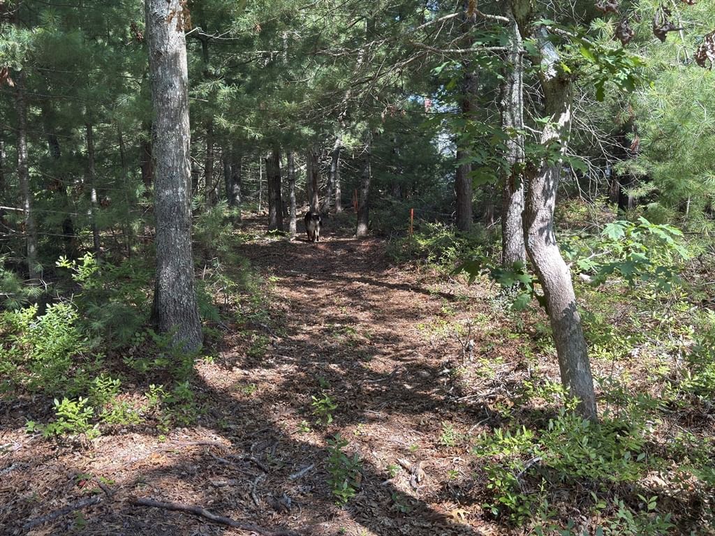 202 Ashumet Rd. Falmouth — Photo 3 of 39