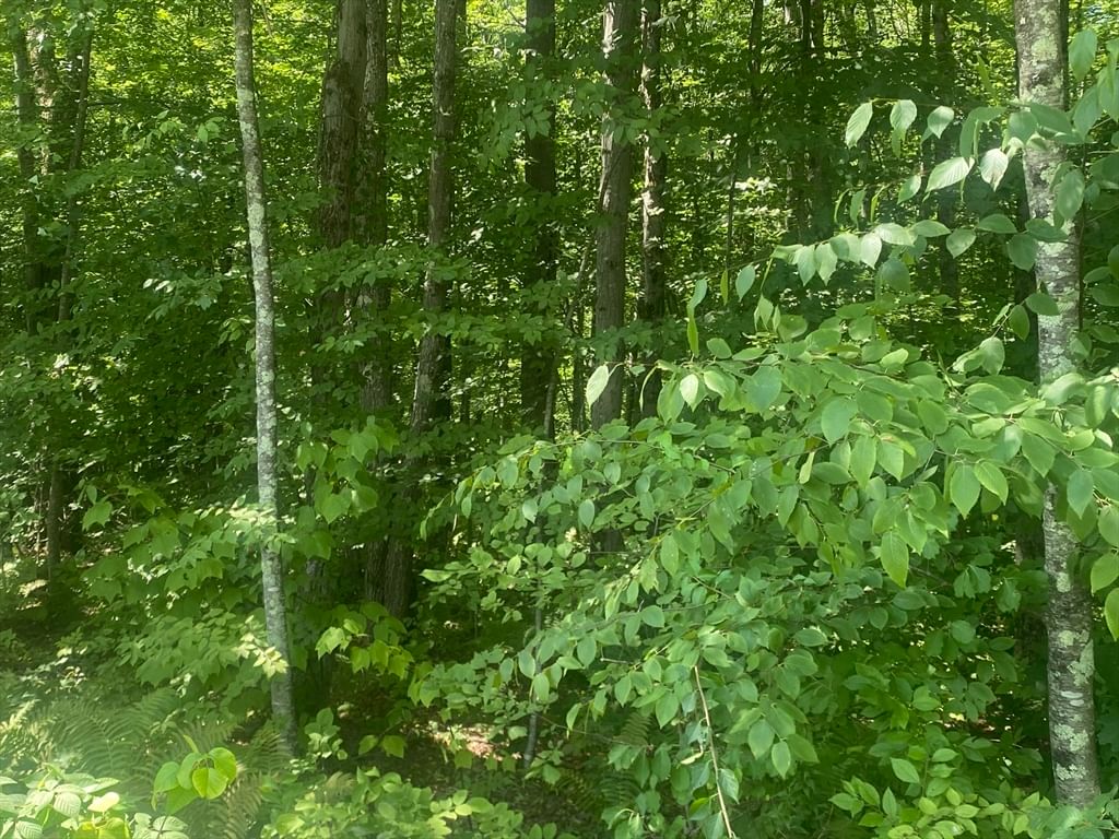 Tract 7 Delargy Rd Hardwick — Photo 8 of 14