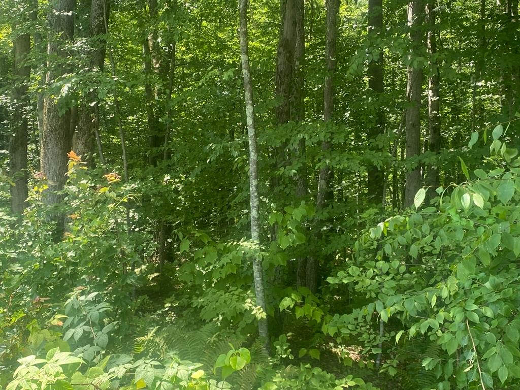 Tract 7 Delargy Rd Hardwick — Photo 9 of 14