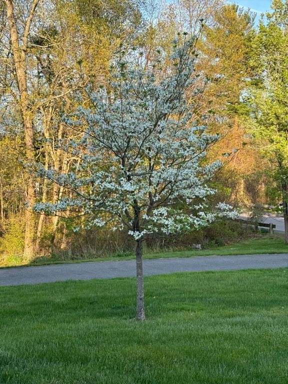 14 Orchard Ln Abington — Photo 31 of 35