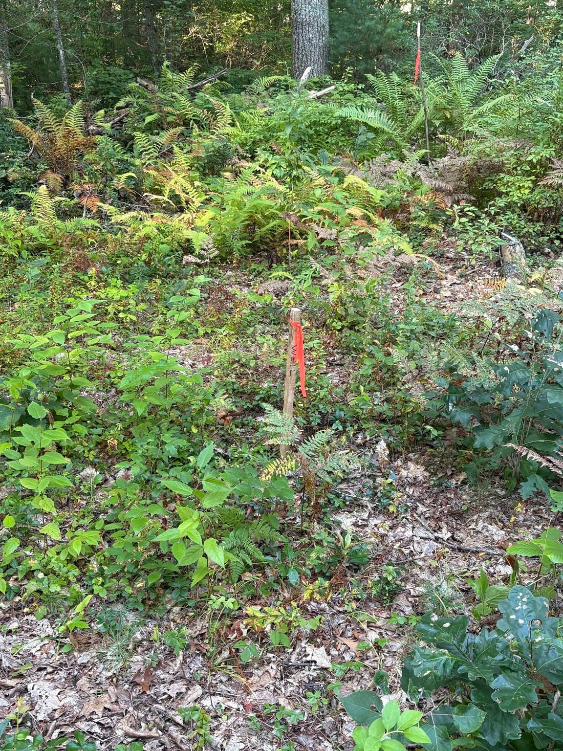 Lot 3 I Capen Rd Spencer — Photo 3 of 4