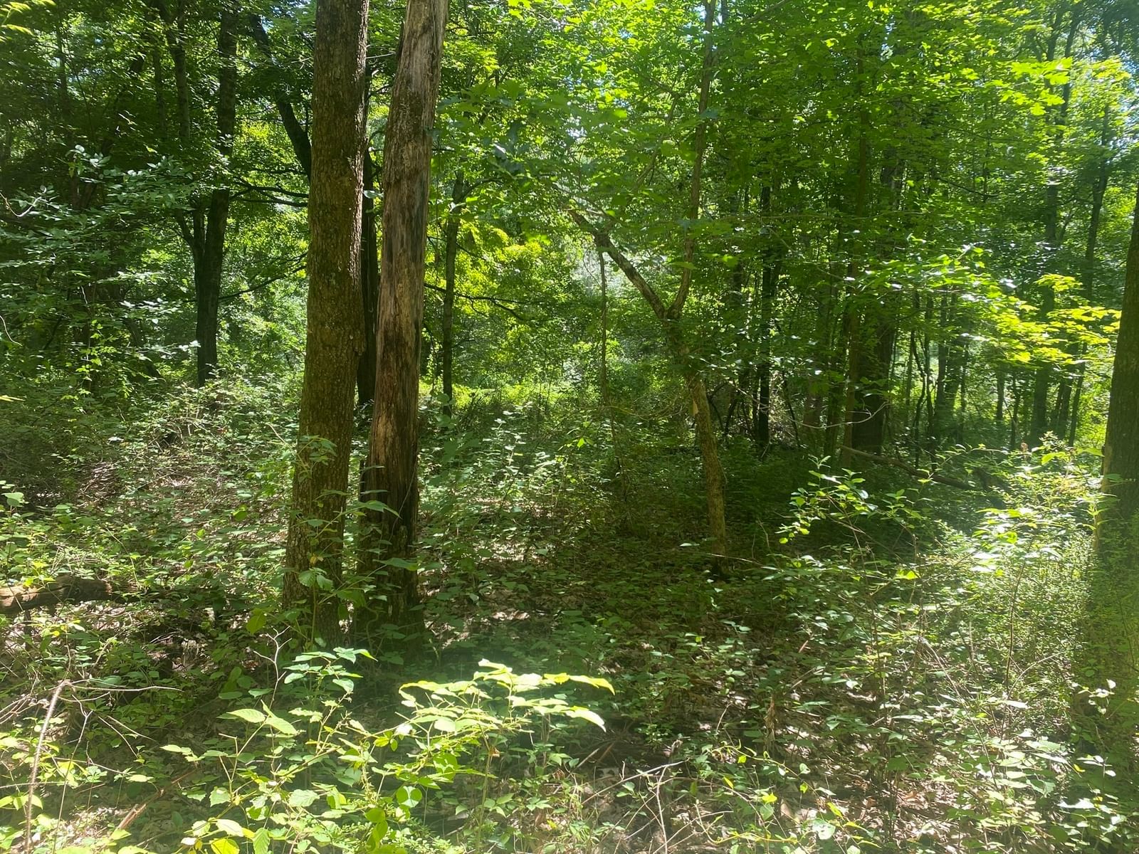 Lot 23 South Rd Hampden — Photo 4 of 6