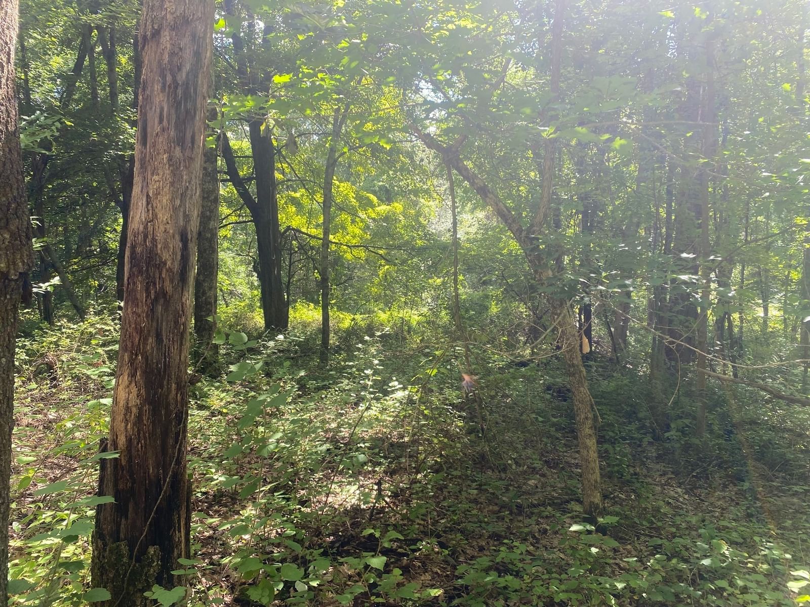Lot 23 South Rd Hampden — Photo 5 of 6