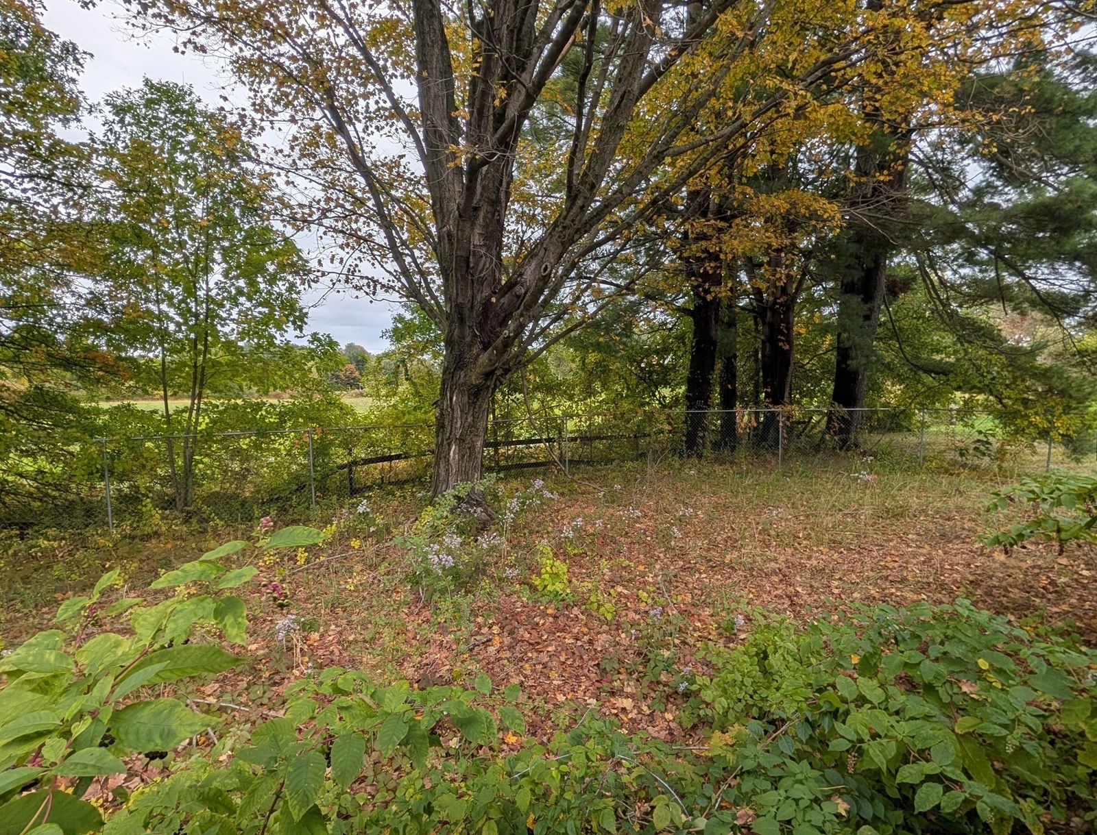 341 Haydenville Rd Whately — Photo 19 of 22