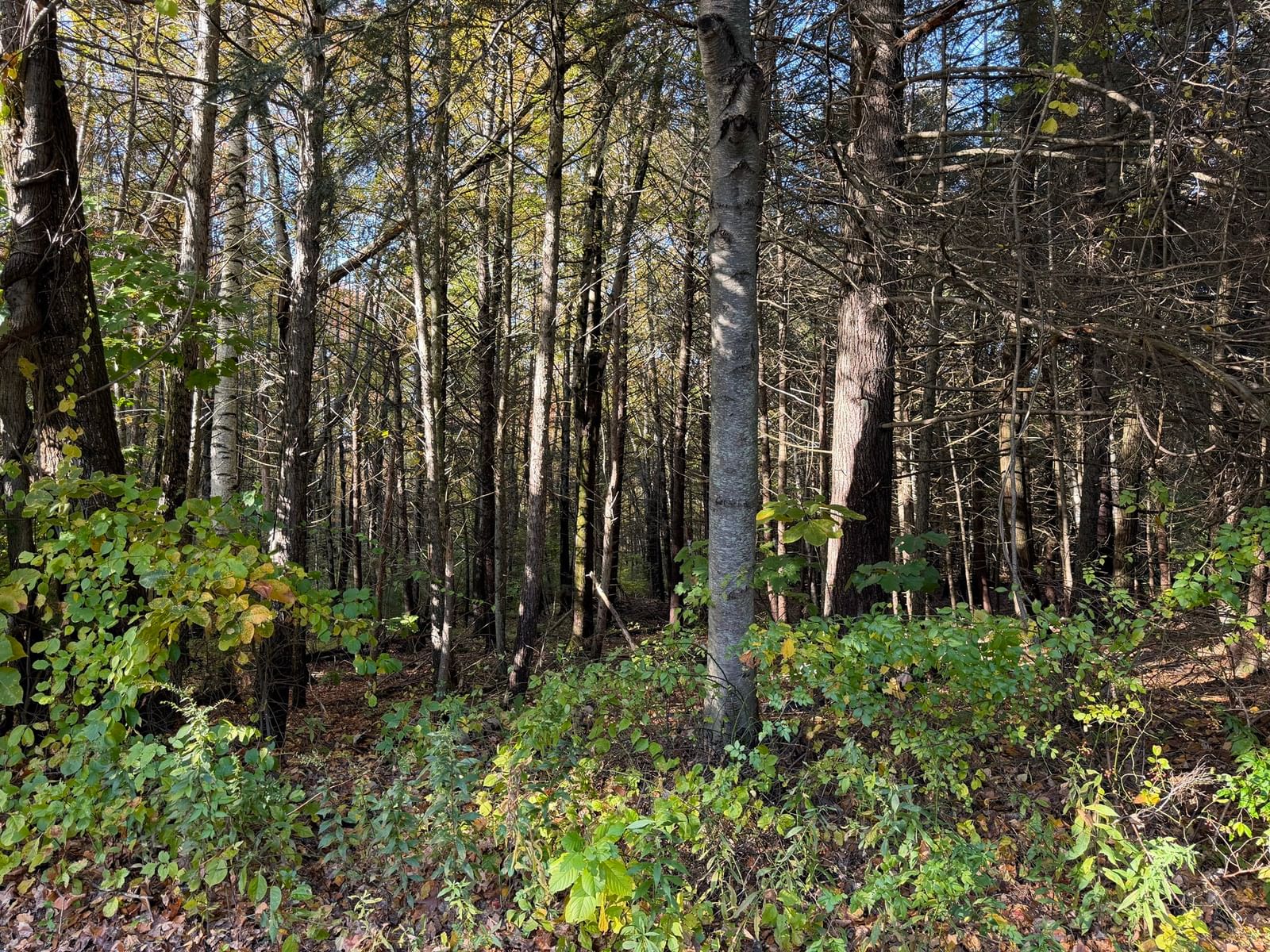 0 Pine Cone Lane Lot 28, Ludlow, MA 01056 photo 4